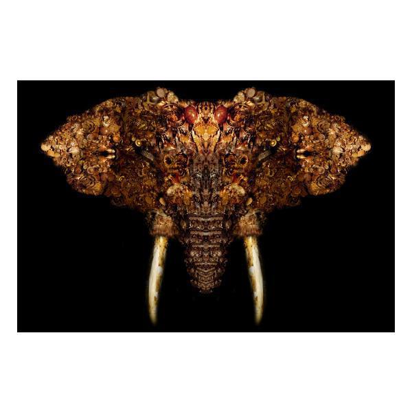 Rhino by Bryan Belanger - Thirty Six Knots - thirtysixknots.com