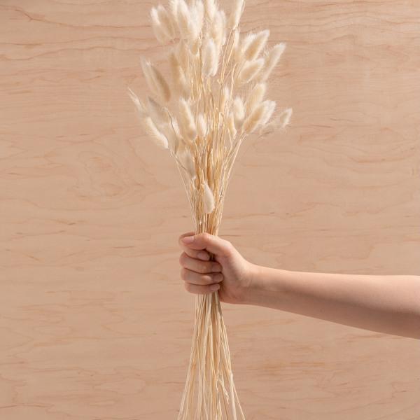 Dried White Bunny Tails - Thirty Six Knots - thirtysixknots.com